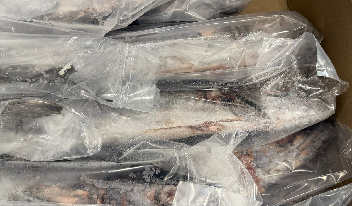 King Fish, 5-10 lb/pièce, entier, éviscéré, congelé, NW, 60 lb