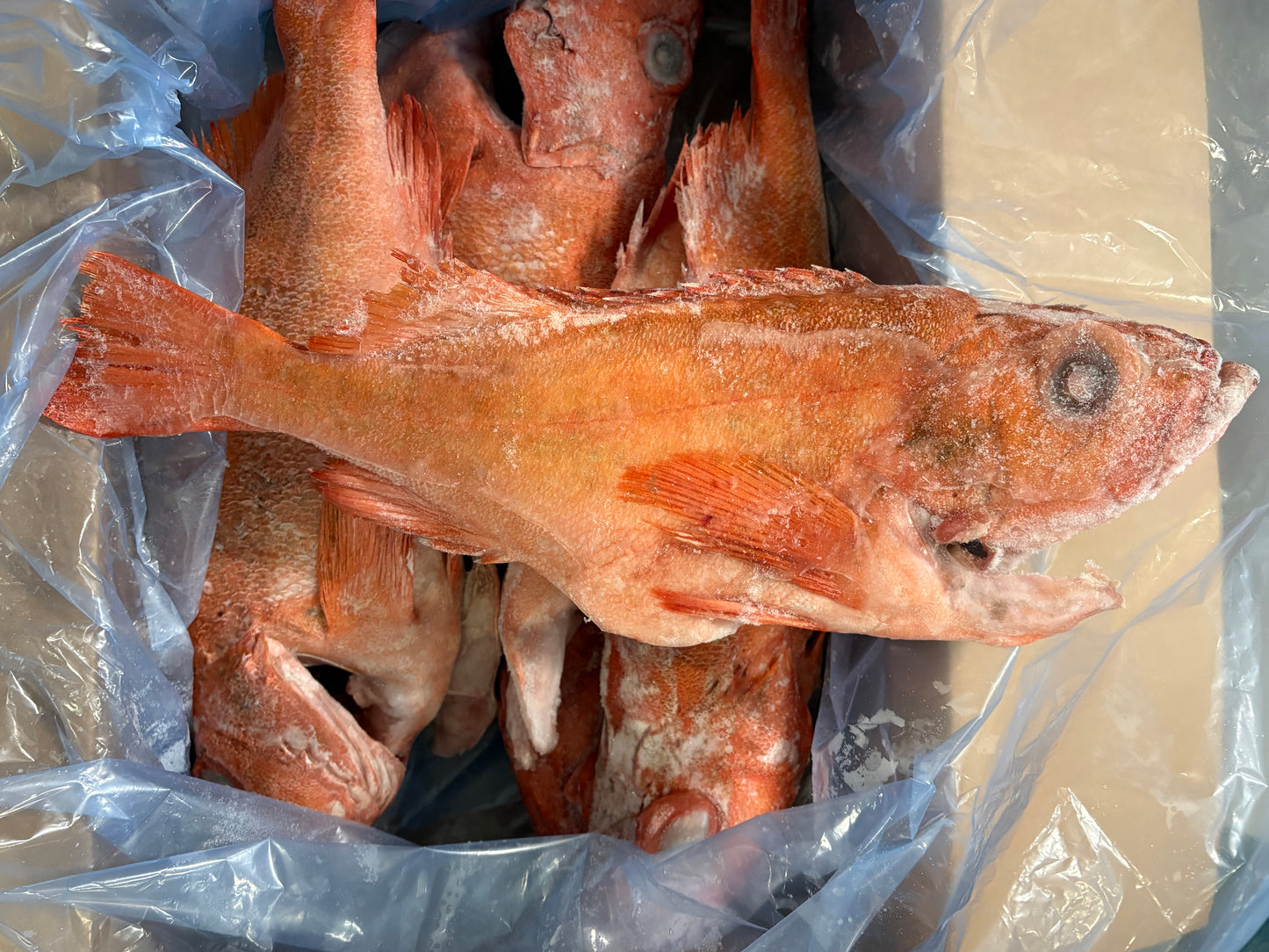 Red Fish Extra Large, WGGS, Frozen, Canada, NW, 18 lb