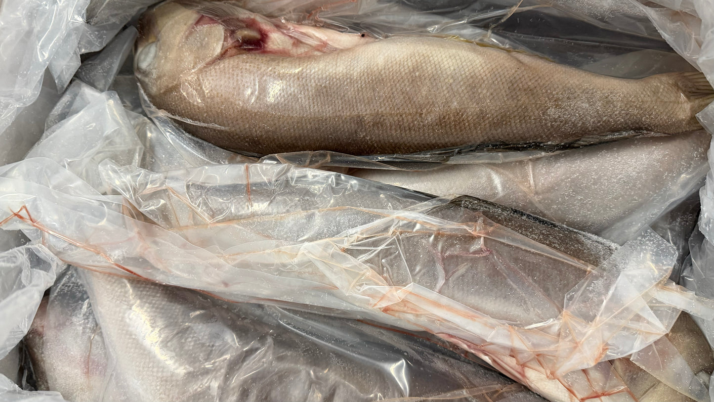 Snapper (Grey Tail),3-5 lb, Whole, Gutted, Frozen, Mexico, MM, NW, 55 lb