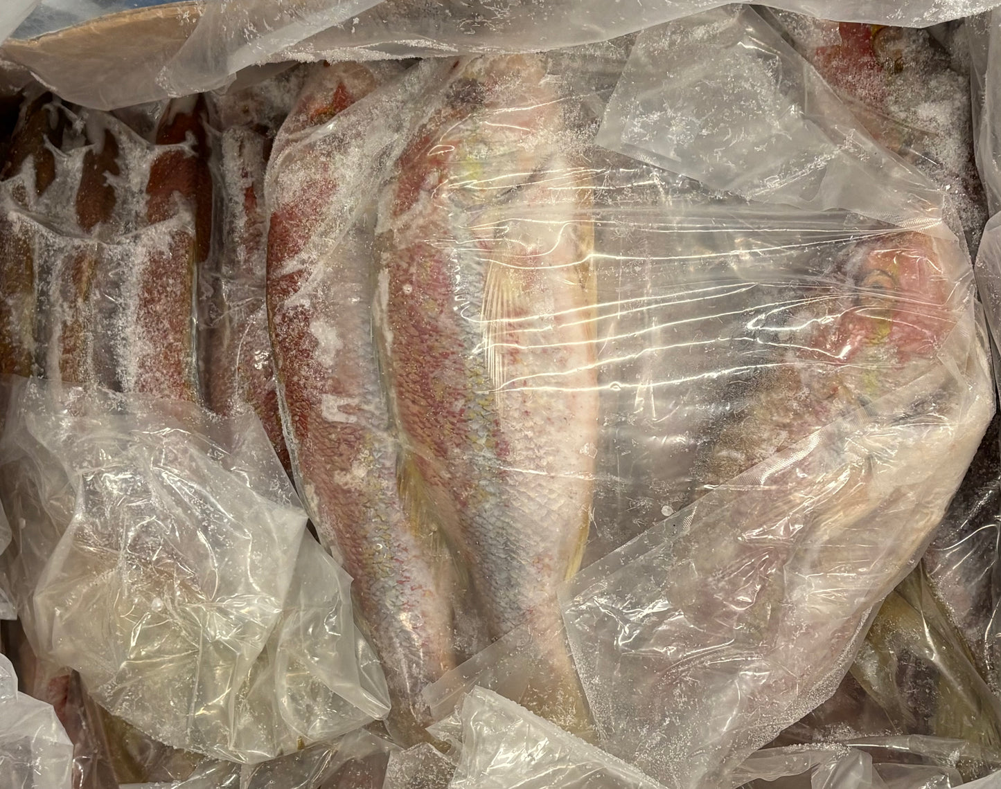 Snapper (Yellow Tail), 1-2 lb, Whole, Gutted, Frozen, IWP, Mexico, NW, 55 lb