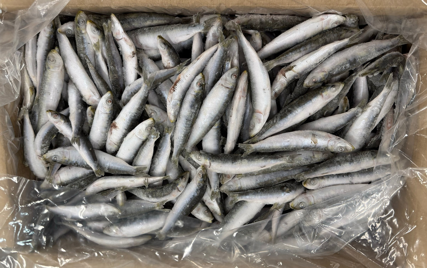 Sardines, 40-60 pc/kg, Whole Round, Frozen, IQF, Croatia, NW, 10 kg
