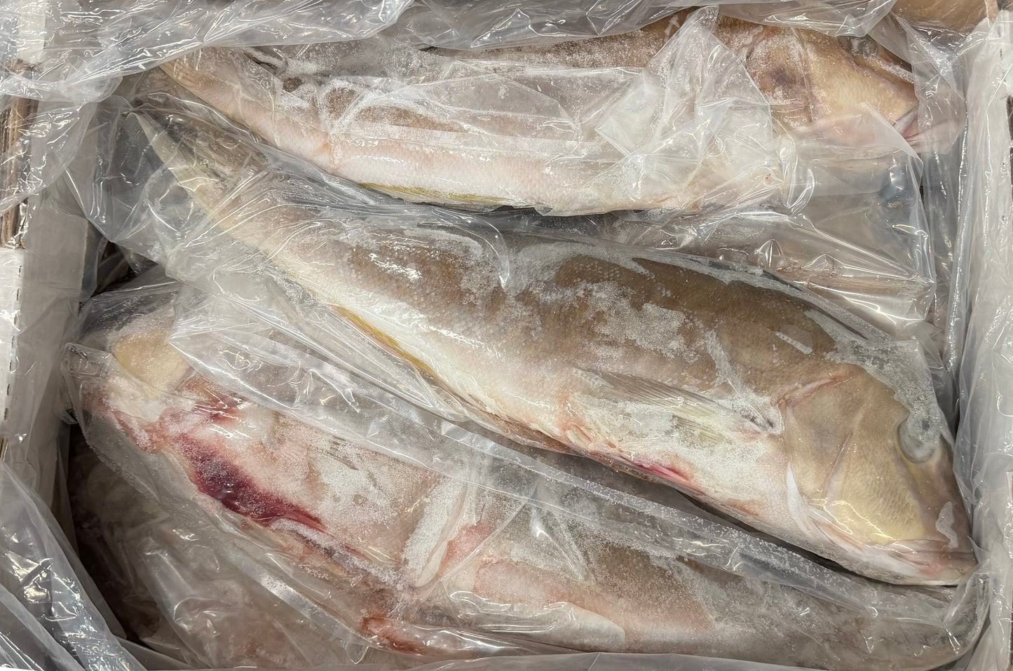 Snapper (Grey Tail),5-10 lb, Whole, Gutted, Frozen, Mexico, MM, NW, 55 lb