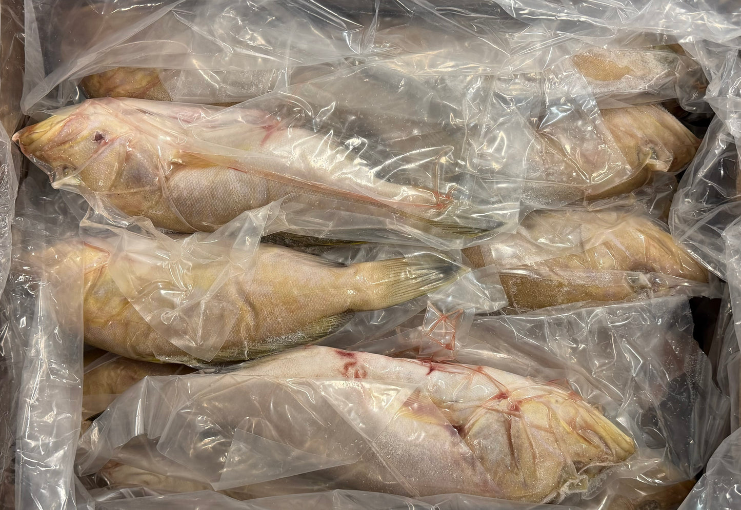 Grouper (Yellow Edge),1-3lb, Whole, Gutted, Frozen, Mexico, MM, NW 55lb