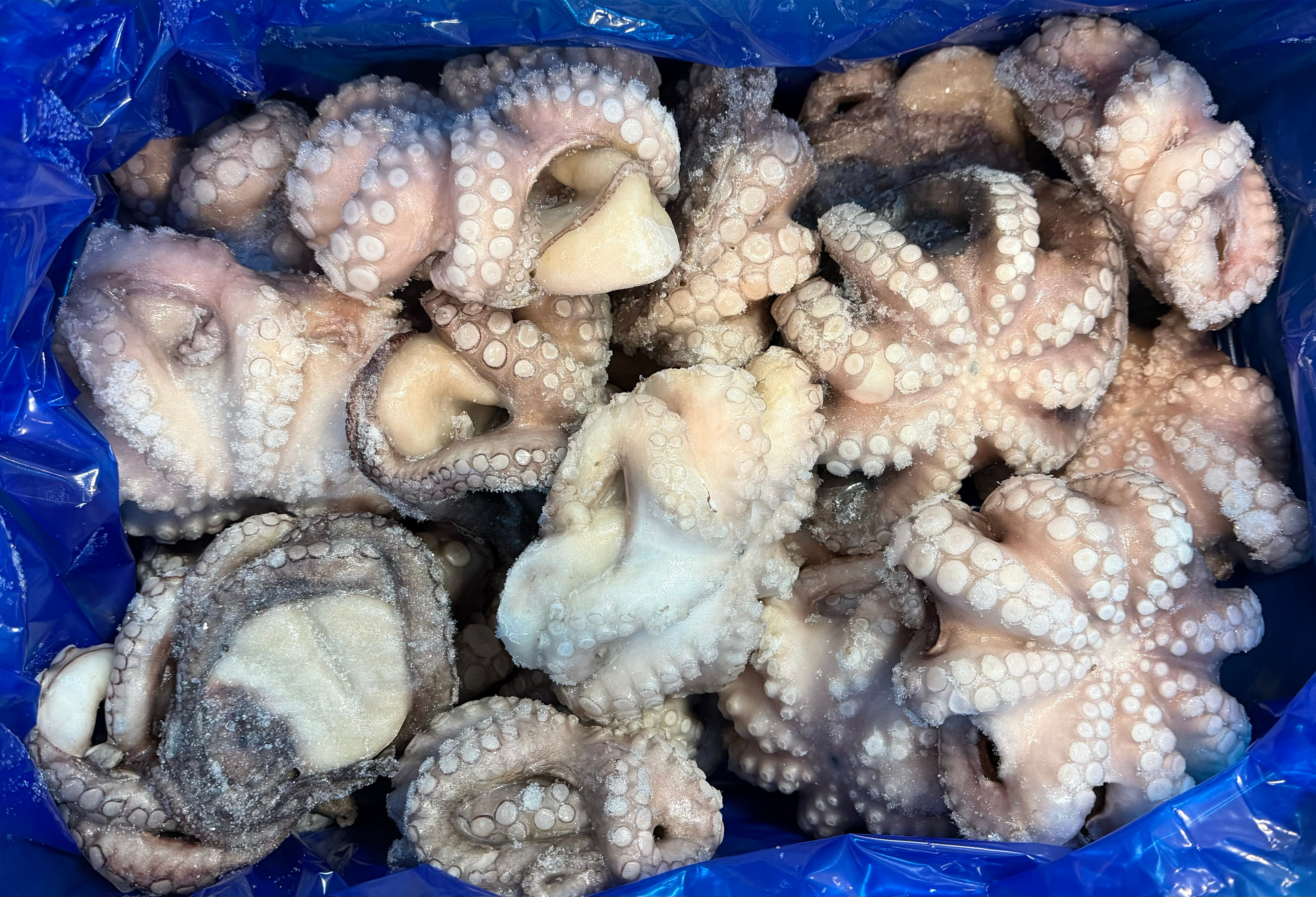 Octopus, (Vulgaris), T7 (0.5-0.8 kg), Whole, Frozen, NW, 12 kg