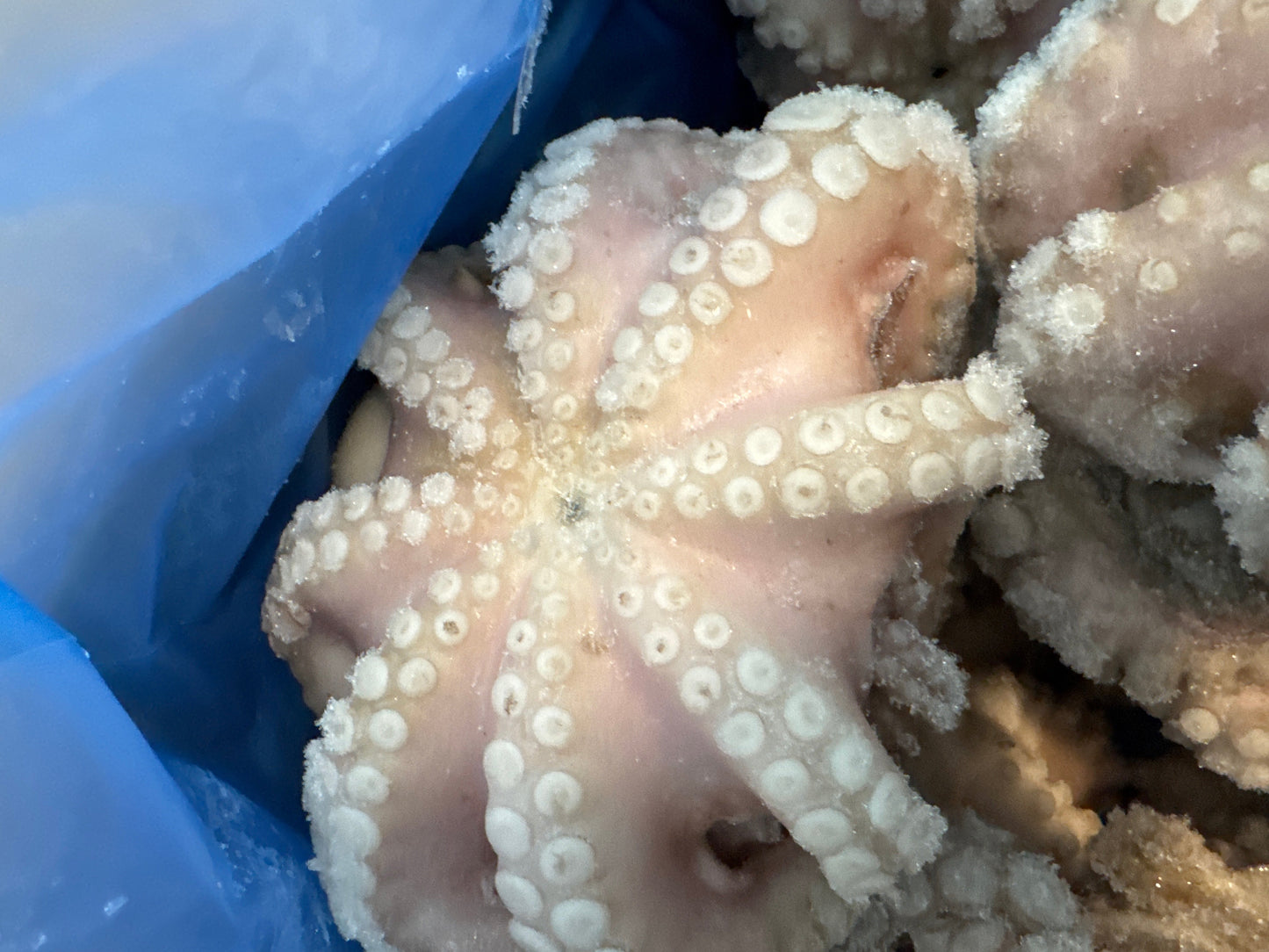 Octopus (Vulgaris), T7 (0.5-0.8 kg), Whole, Frozen, IQF, Morocco, NW, 12 kg (26.46 lb)