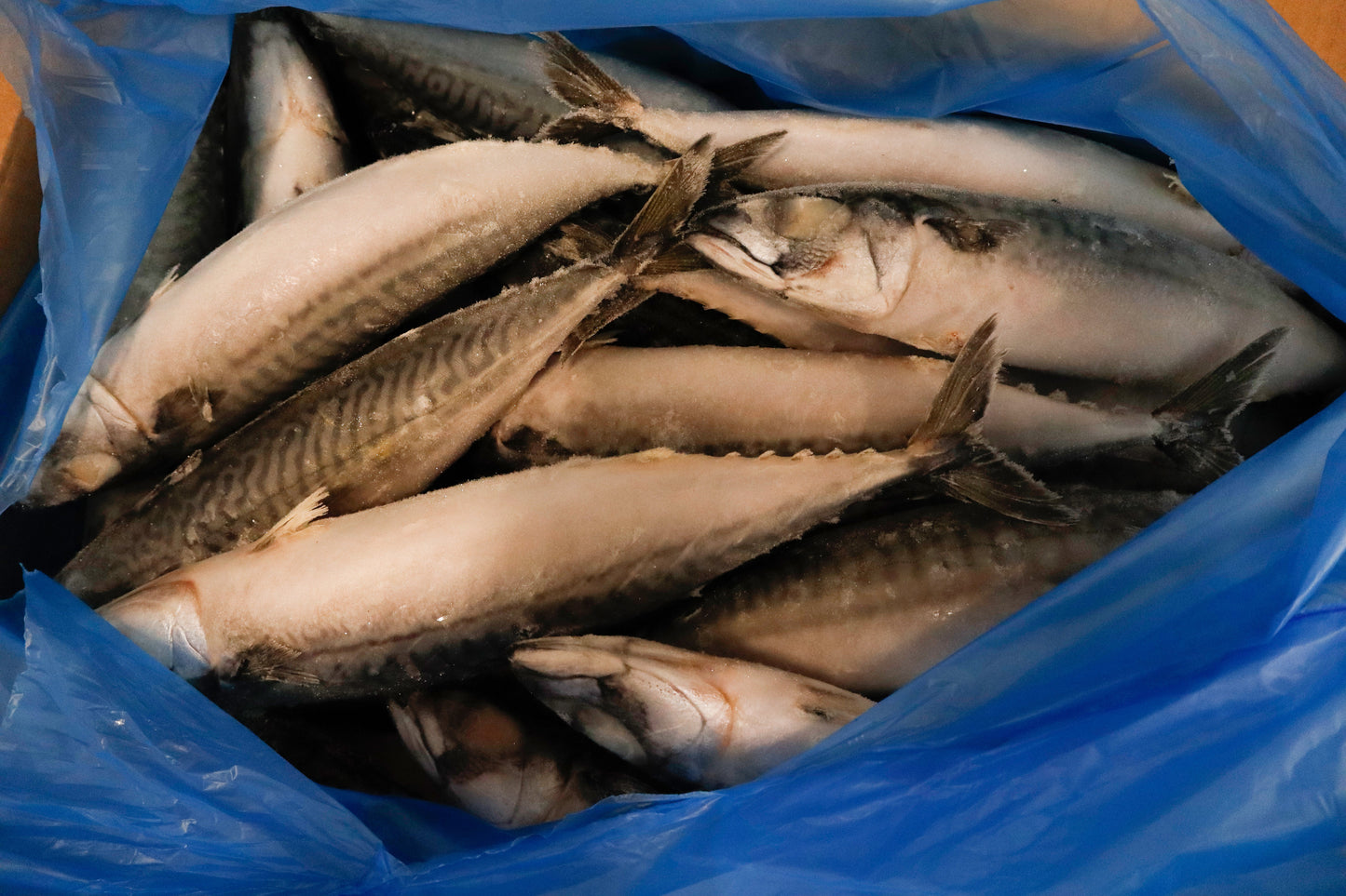 Mackerel (Atlantic), 500 g, Whole Round, Frozen, IQF, Iceland, NW, 18kg , (39.683lb)