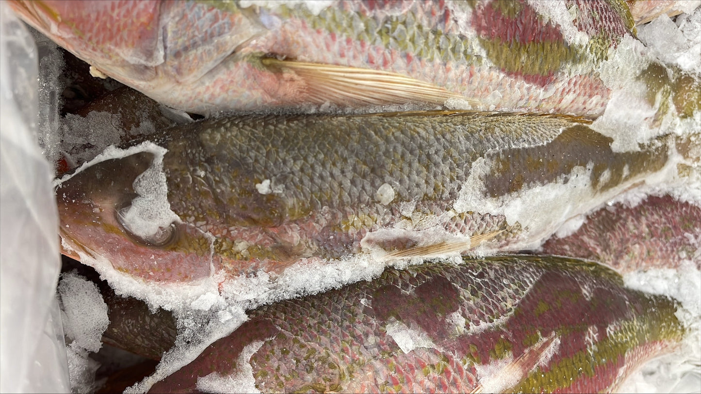 Snapper (Yellow Tail), 1/2-1, FROZEN, WGGS, MM, Mexico, NW 40lb,4x10lb
