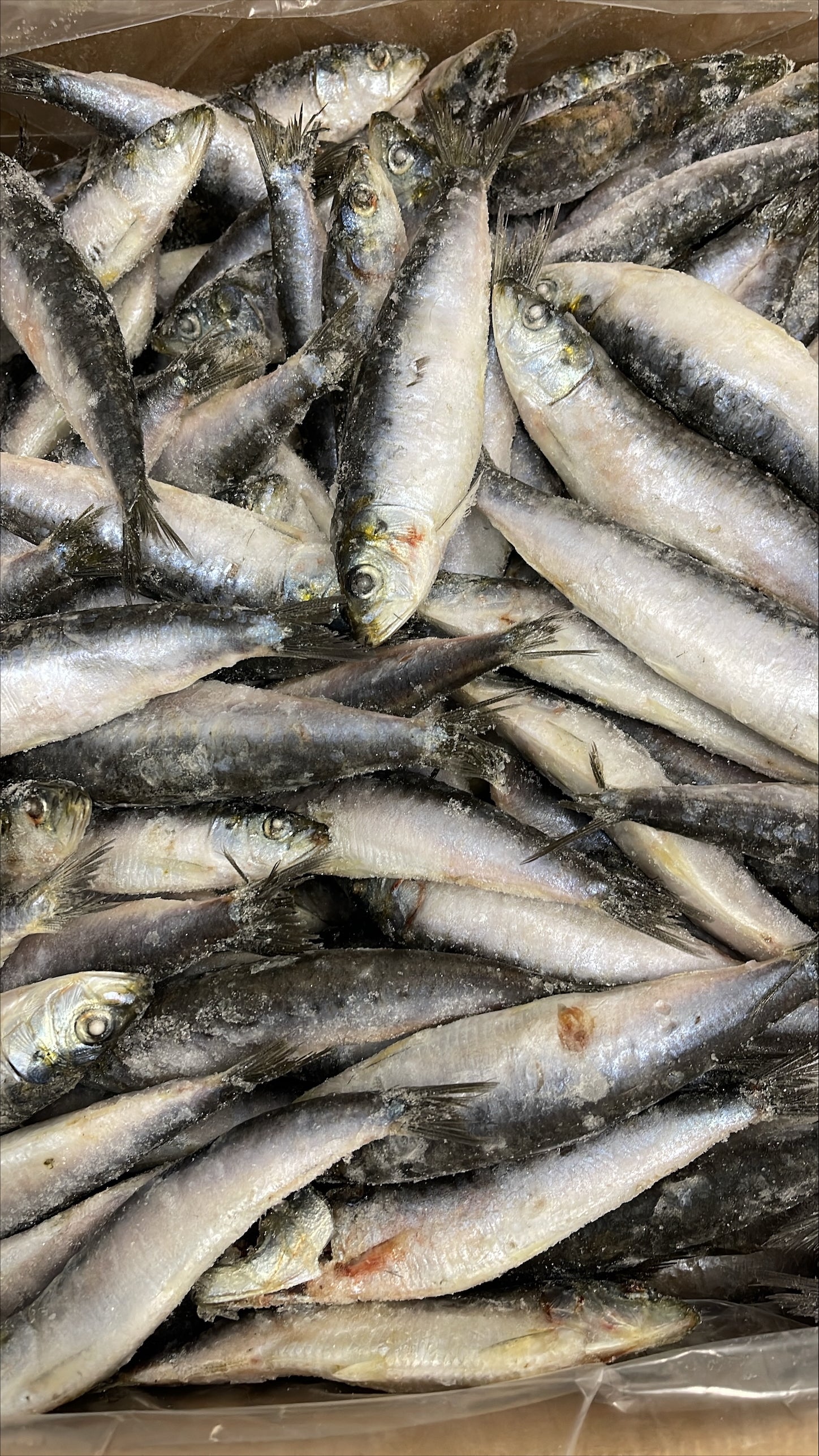 sardina_pilchardus様用 Fish Print: Pilchard Sardina pilchardus – Charting Nature