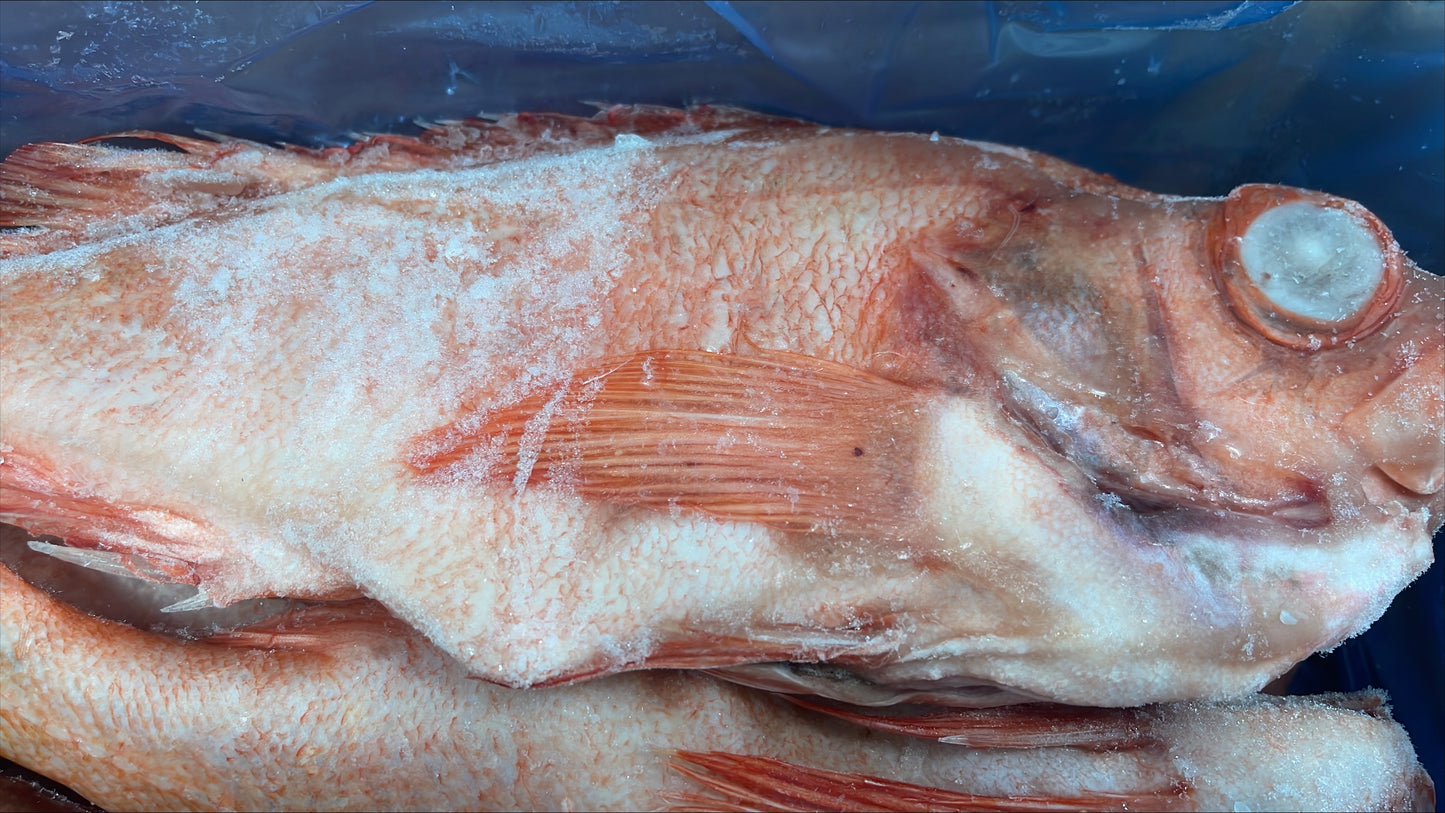 Red Fish 1-2 lb, WGGS, Frozen, Canada, NW, 10 lb