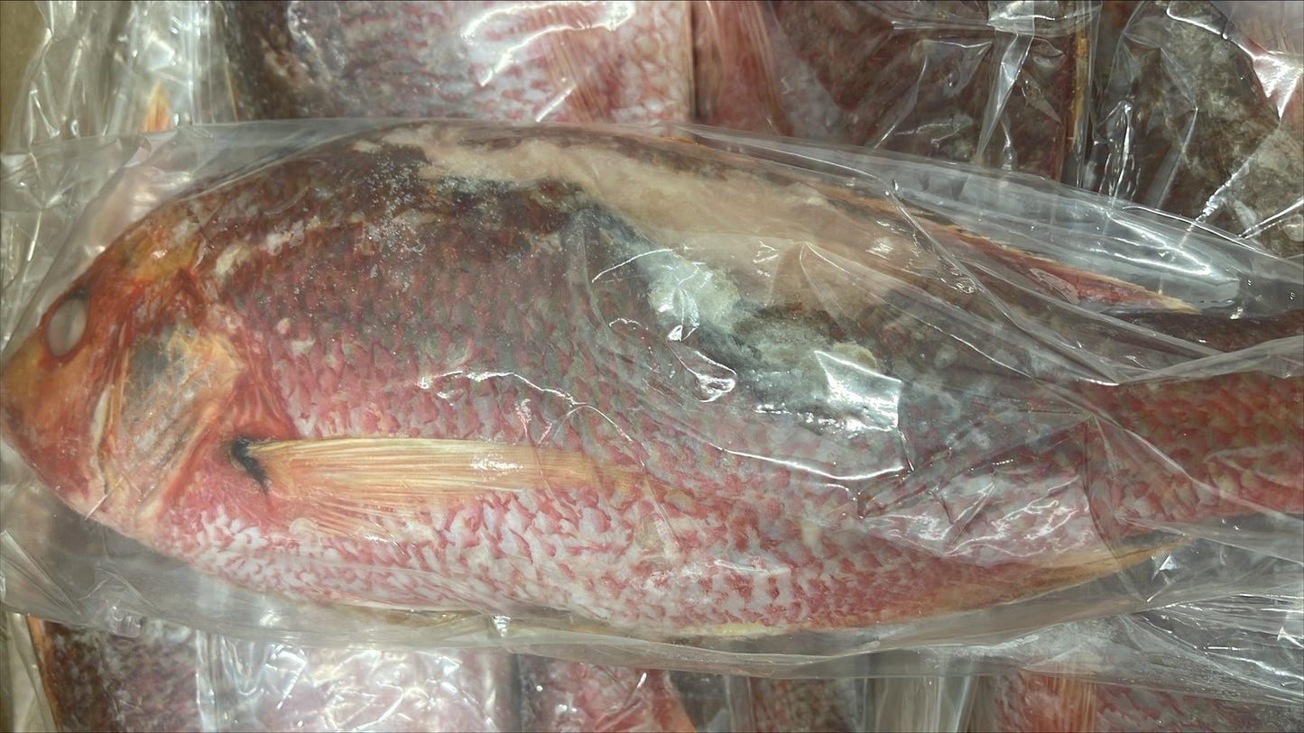 Snapper (Red),1-2lb,WGGS, Frozen, IQF, IWP, Vietnam, Ocean Harvest, NW,10lb