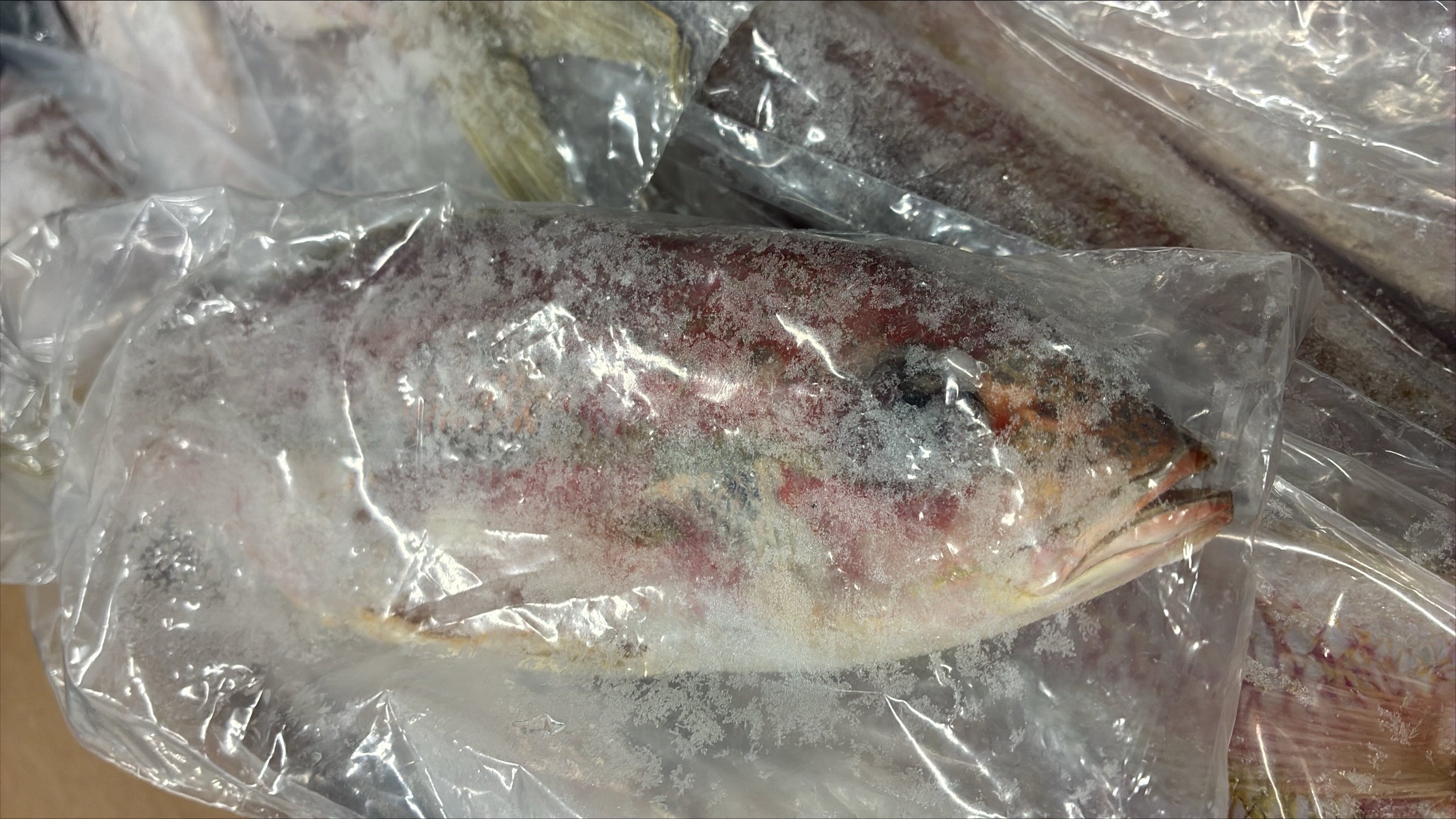 Snapper (Yellow Tail), 1/4-1/2 lb, GGS, Frozen, IWP, Brazil, NW