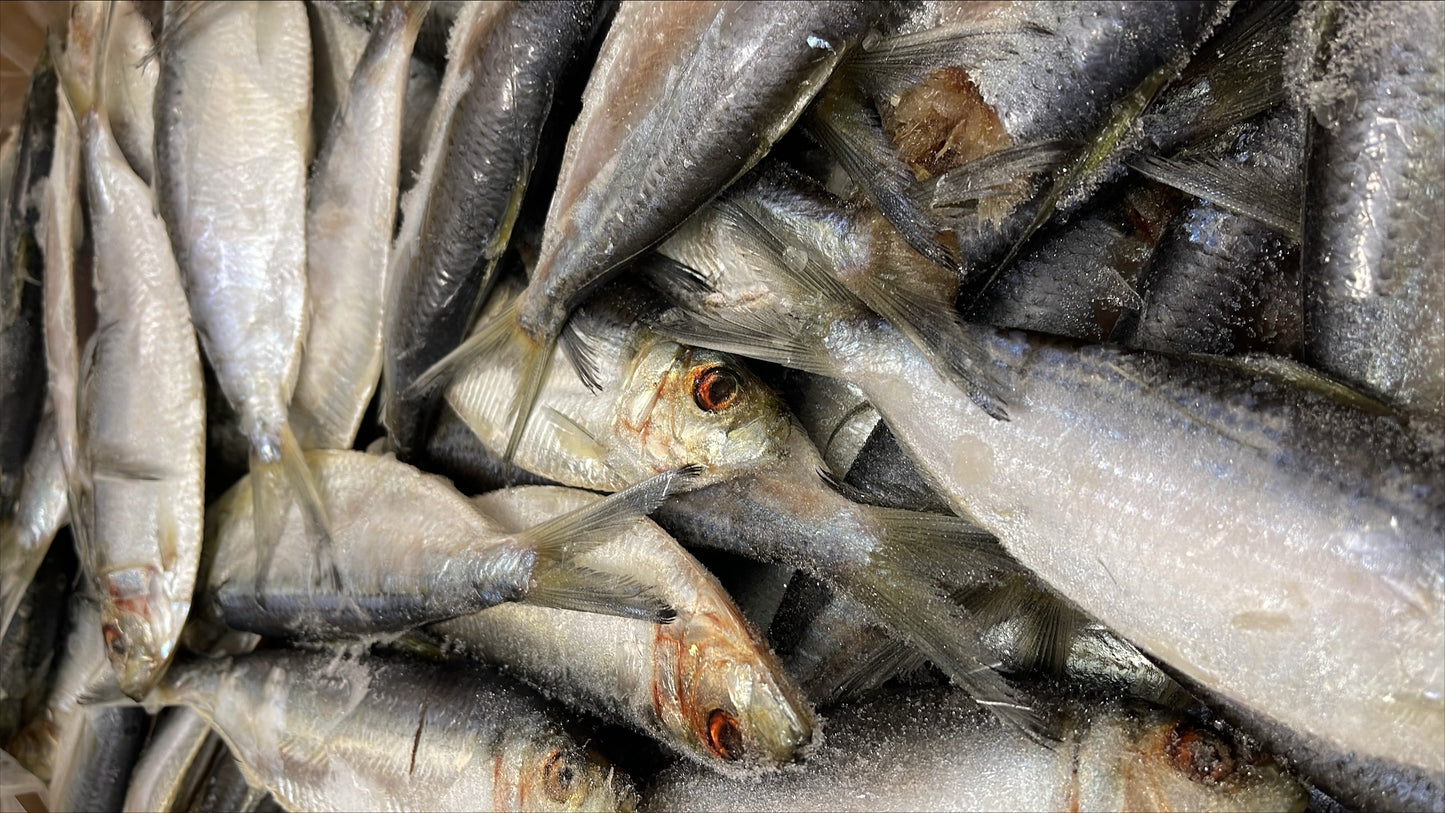 Thread Herring, Whole, Frozen, USA, NW, 25 lb