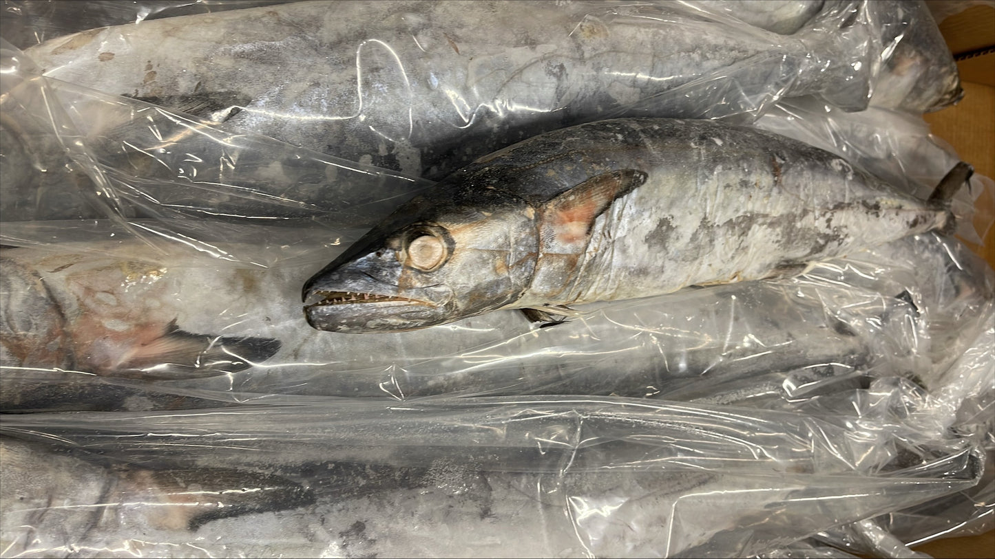 King Fish, 3-5 lb/pc, Whole, Gutted, Frozen, Venezuela, NW, 60 lb