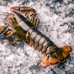 Lobster, 5-6 oz, Tails, Frozen, NW, 20 kg, 4 x 5 kg