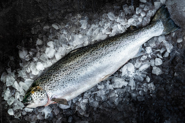 Salmon (Atlantic), Fresh, Canada, CW / lb