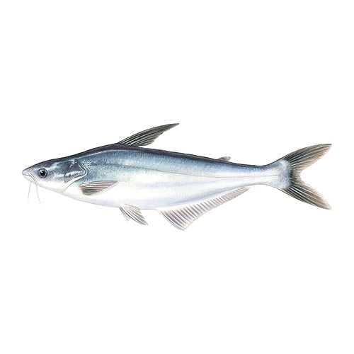 The Best Ocean Harvest Fish Wholesalers in Toronto