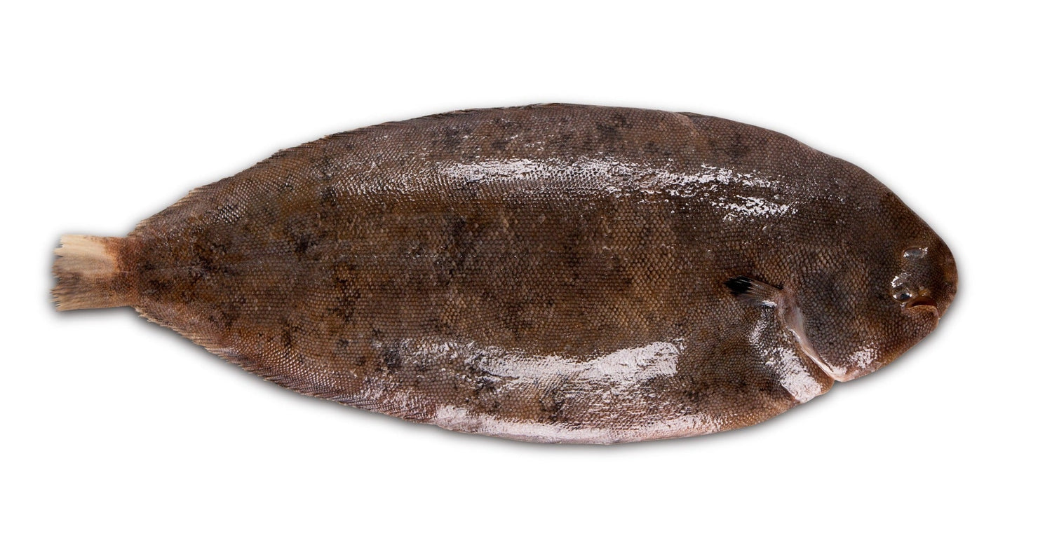 Dover Sole