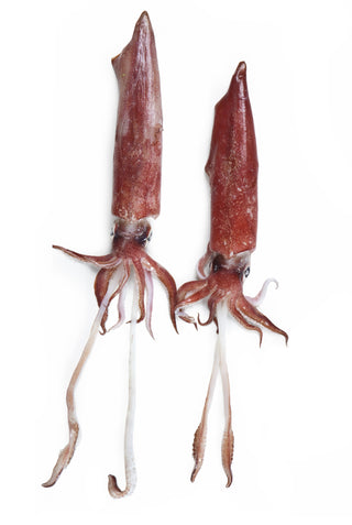Squid Tubes 