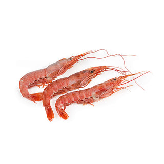 Argentinean Red Shrimps