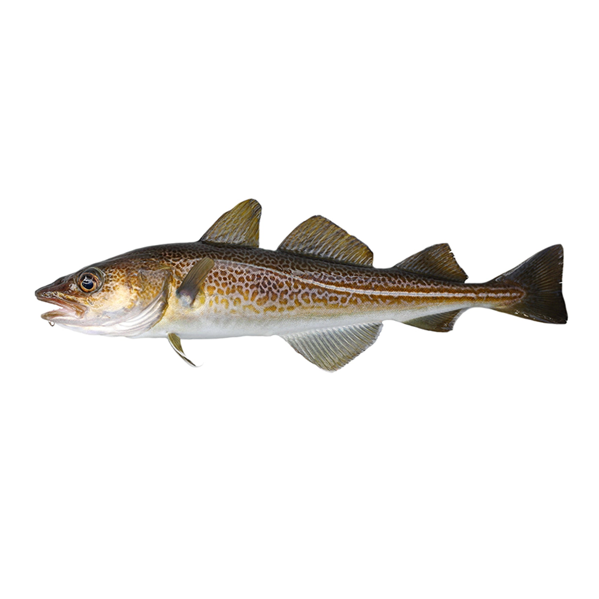 Cod Fish Canda Cod – Inter-Canada Fisheries