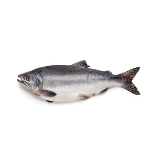 Salmon