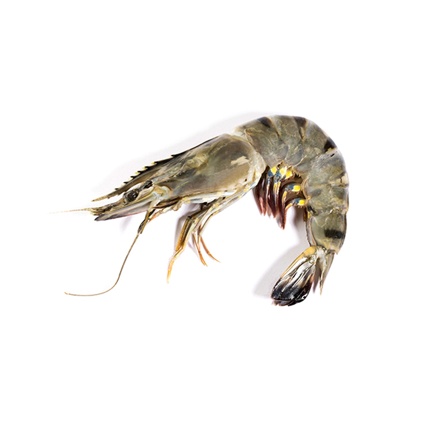 Black Tiger Shrimps