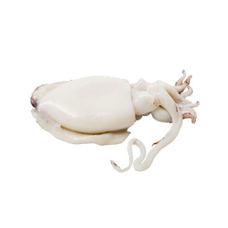Cuttlefish