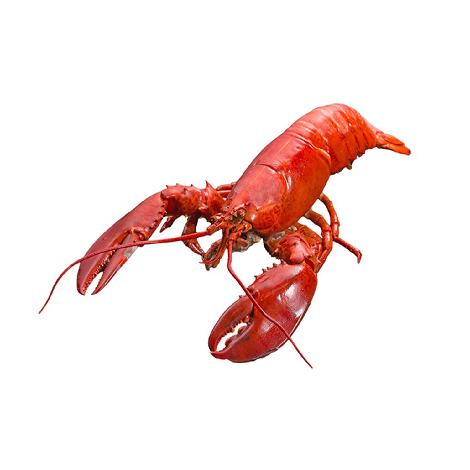 Lobster