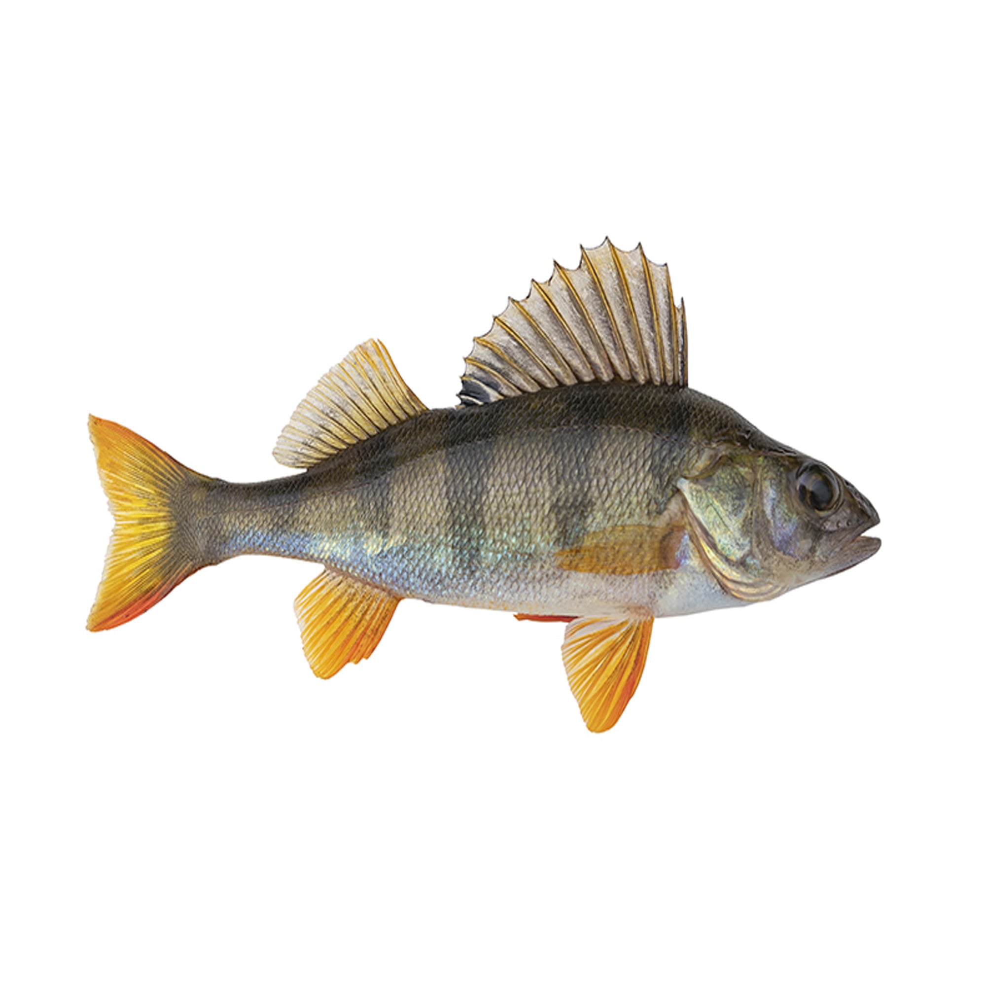 Perch Vs Cod Perch – Inter-Canada Fisheries