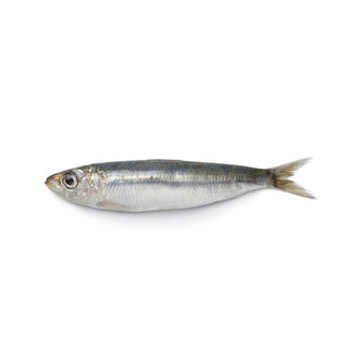 Sardines