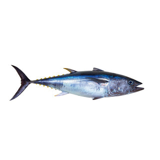 Tuna