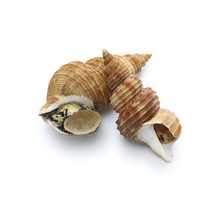 Whelk