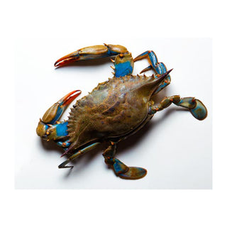 Crab - Blue