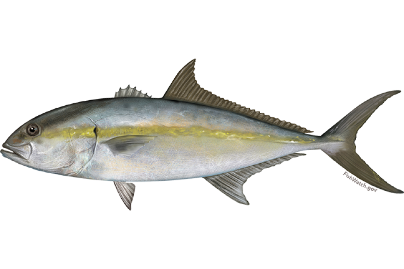 Amberjack