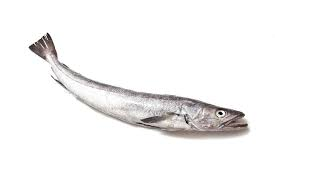 Hake