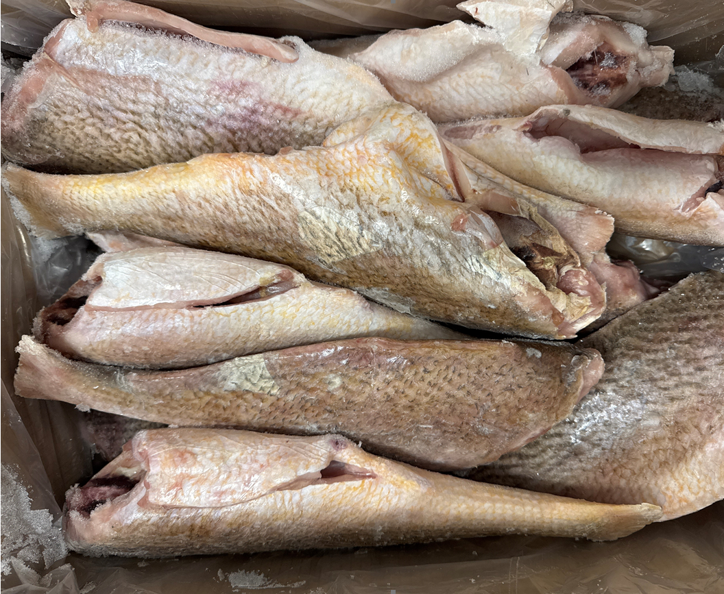 Croaker (Yellow), 16-32oz, Pan Ready, Frozen, Brazil,NW, 25lb
