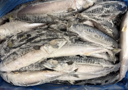 Mackerel (Atlantic), 500g Up, Whole Round, Frozen, Blast,  NW, 20 kg (44.1 lb.)