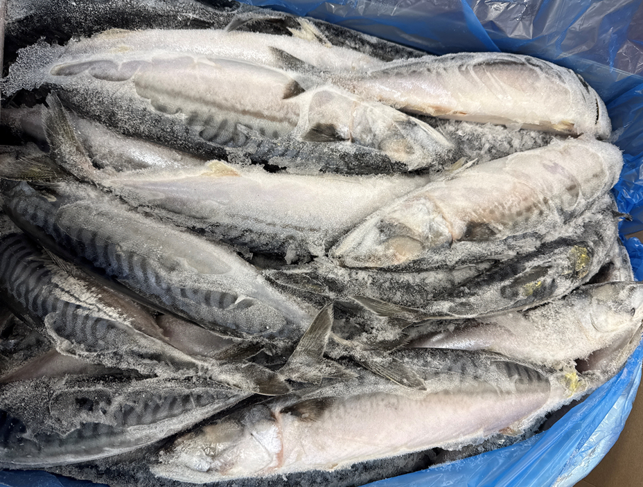 Mackerel (Atlantic), 500g Up, Whole Round, Frozen, Blast,  NW, 20 kg (44.1 lb.)