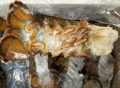 Lobster (Raw), 5-6 oz, Tails, Frozen, Canada, NW, 10 lb