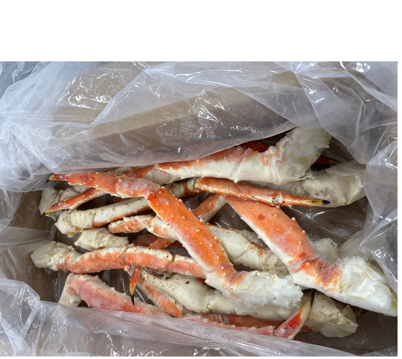 King Crab (9-12)