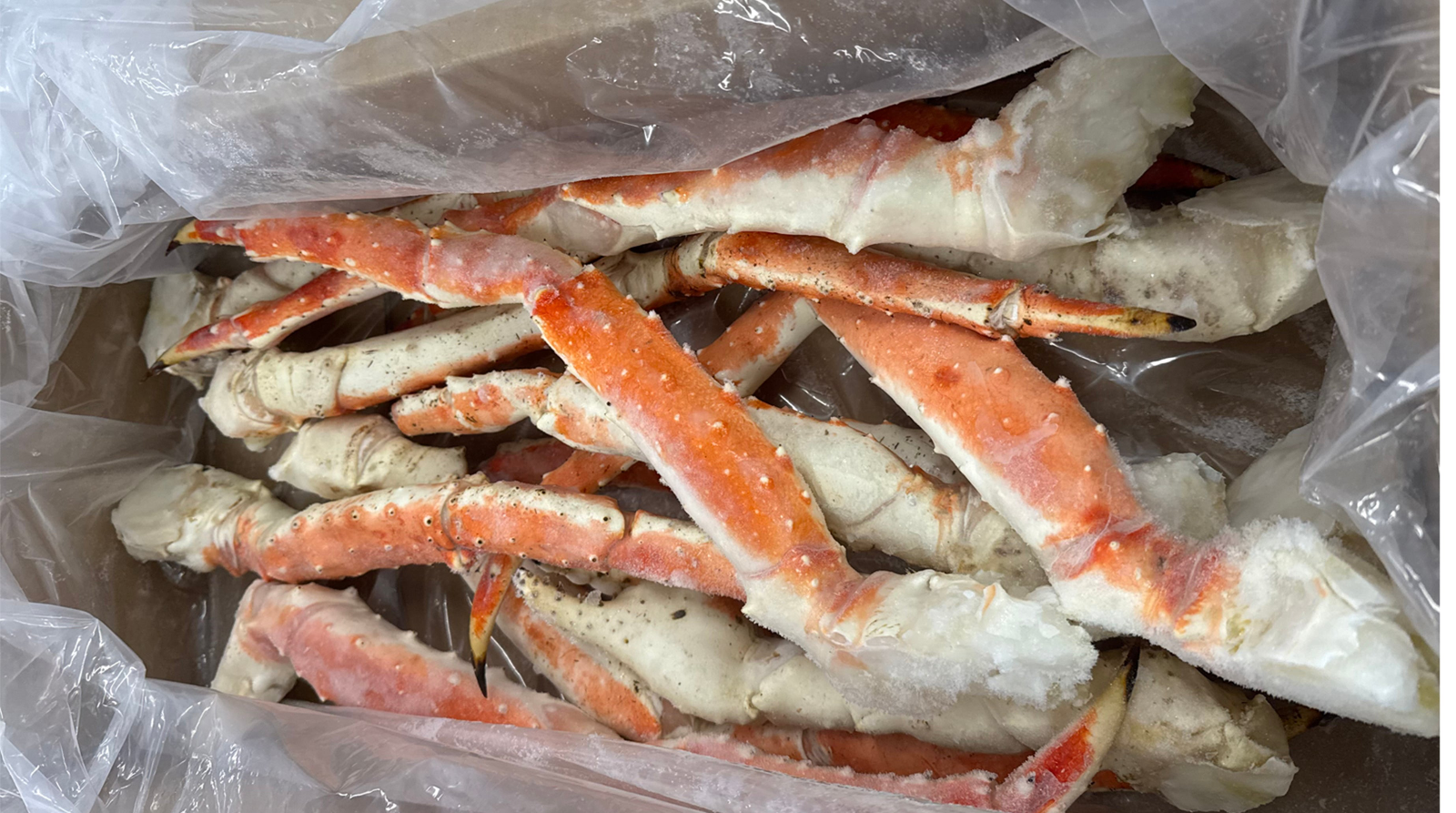 King Crab (9-12)