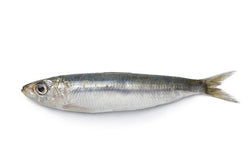 Sardines, 40-60 ppk, rondes entières, congelées, NW, 10 kg
