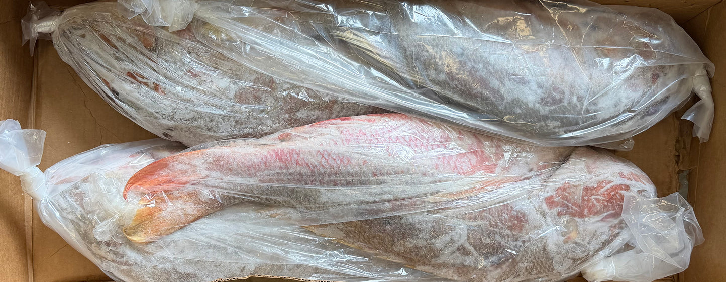 Snapper (Mutton), 10-20 lb, Whole, Gutted, Frozen, NW, 55 lb, Mexico