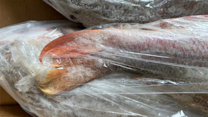 Snapper (Mutton), 10-20 lb, Whole, Gutted, Frozen, NW, 55 lb, Mexico