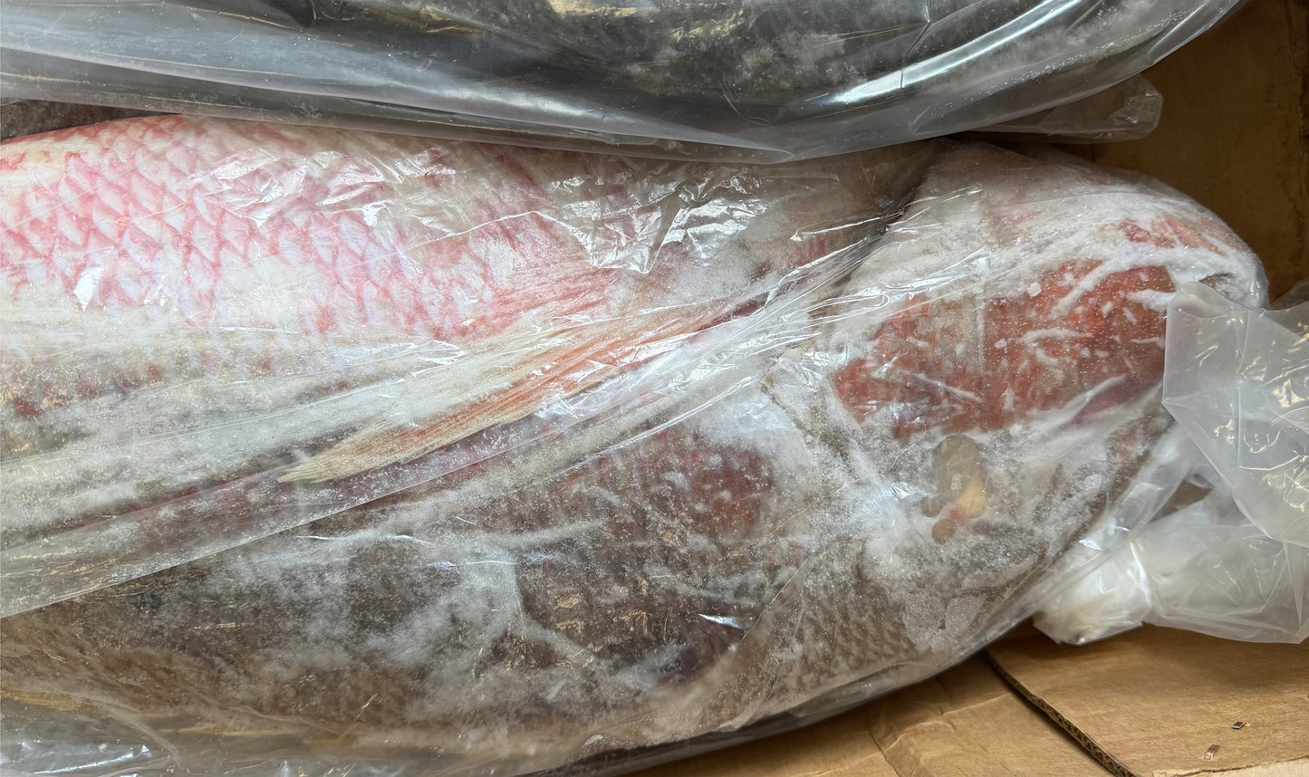 Snapper (Mutton), 10-20 lb, Whole, Gutted, Frozen, NW, 55 lb, Mexico