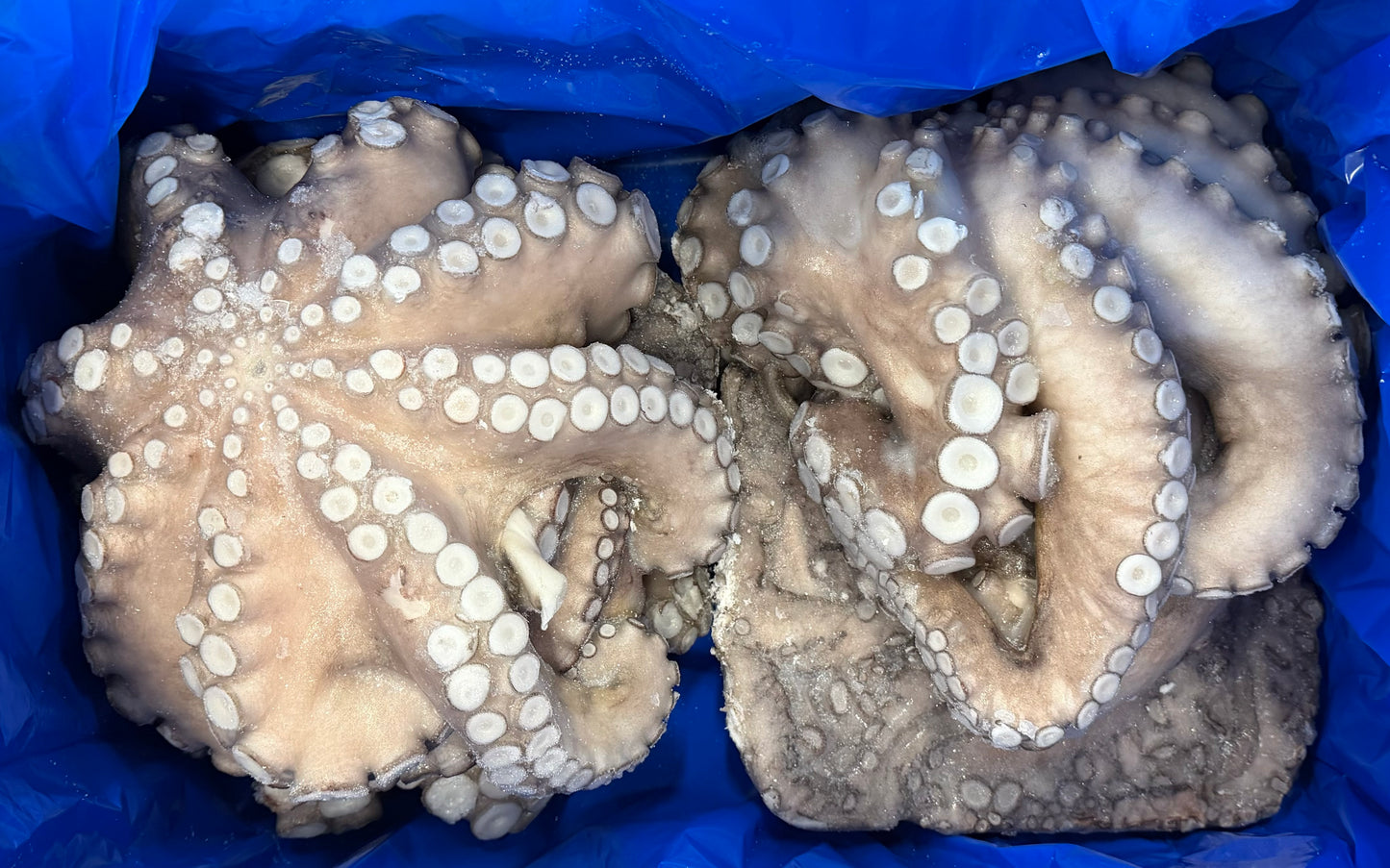 Octopus (Vulgaris), T2, Whole, Frozen, IQF, Morocco, CW