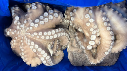 Octopus (Vulgaris), T2, Whole, Frozen, IQF, Morocco, CW