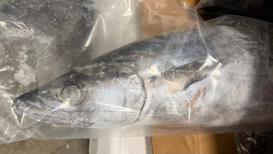 King Fish, 10-15 lb/pc, Whole, Gutted, Frozen, IWP, Venezuela, NW, 60 lb