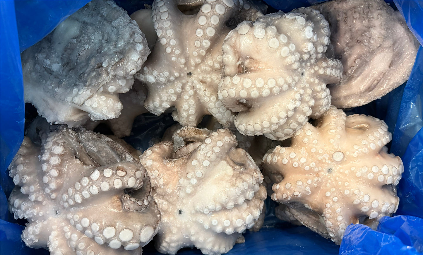 Poulpe, (Vulgaris), T6 (0,8-1,2 kg), entier, congelé, NW, 12 kg (26,46 lb)
