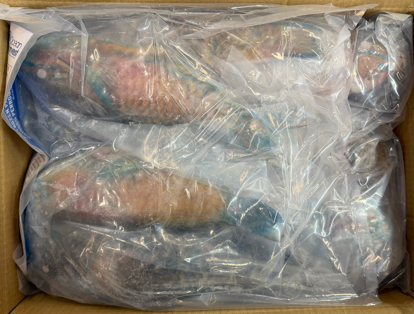Parrot Fish, 1/2-3/4lb, WGGS, Frozen, IQF, IWP, Vietnam, Ocean Harvest, NW,10lb,2X5lb